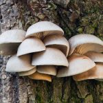 Hliva ustricová prekvapí nielen svojou chuťou, ale i účinkami