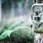 Fotopasca ako účinný prostriedok na sledovanie zveri, alebo odhalenie zlodeja.