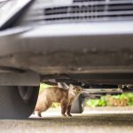 Kuna lesná ako neželaný návštevník domov a áut